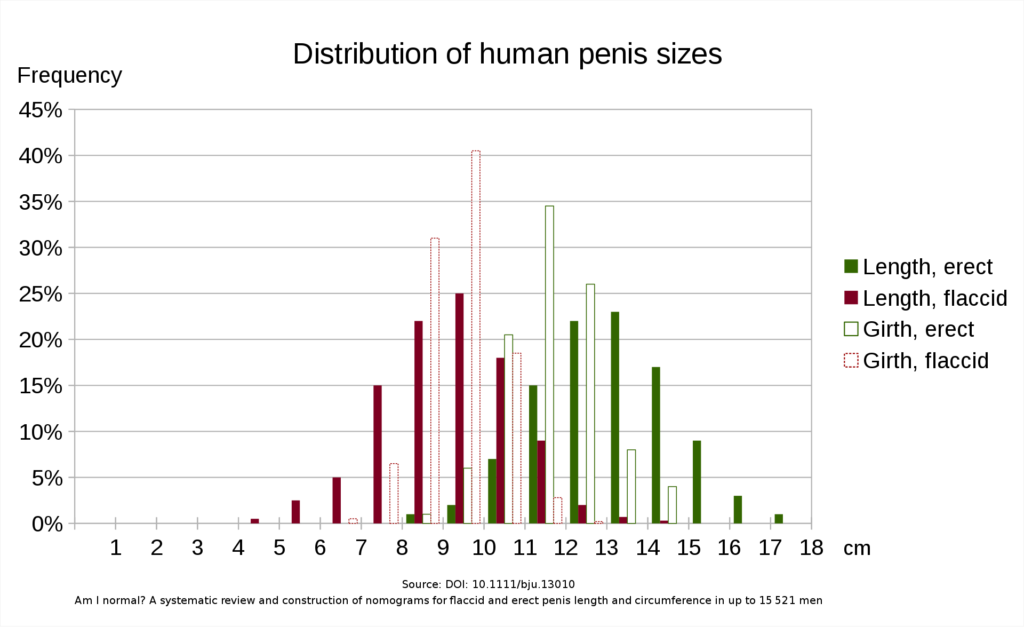 Durchschnitt eines penis